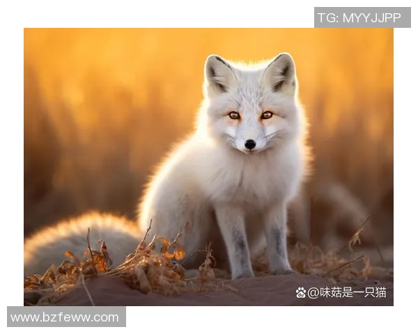 大宫松鼠与山行山神的奇幻对决探索自然与神秘的交织之旅